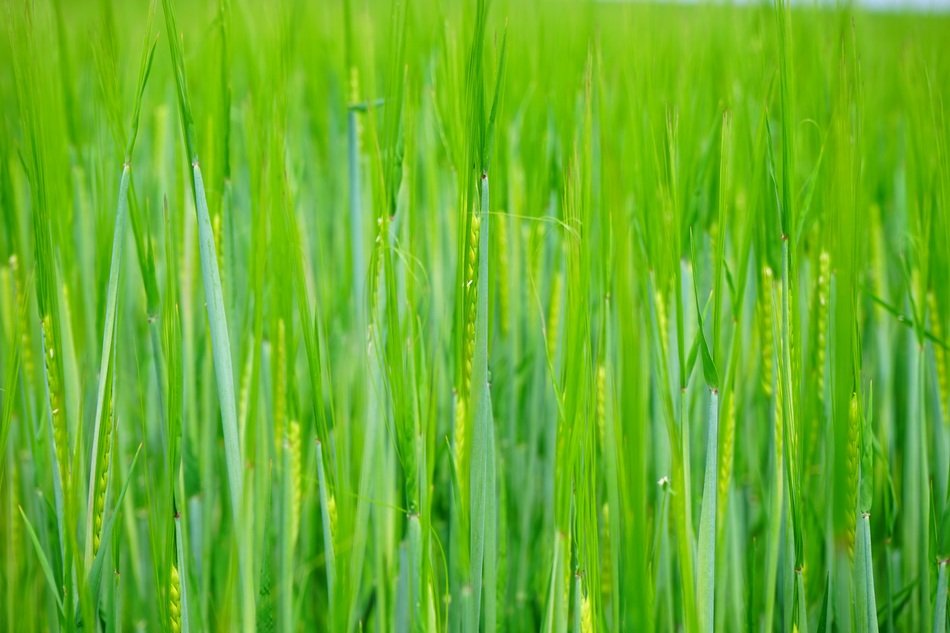 summer Field of ripening wheat agriculture