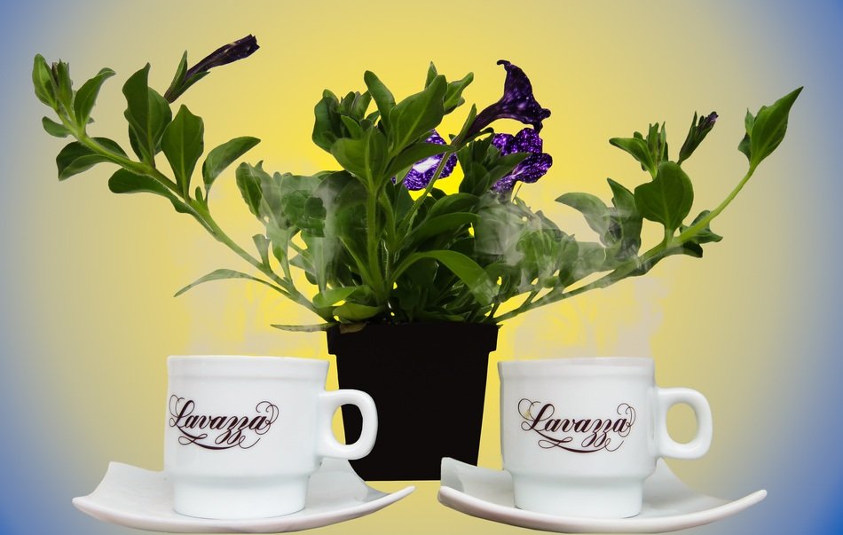 Good Morning Coffee Cups potted plant