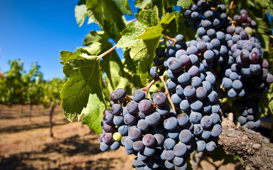 ripe purple grapes on the vine