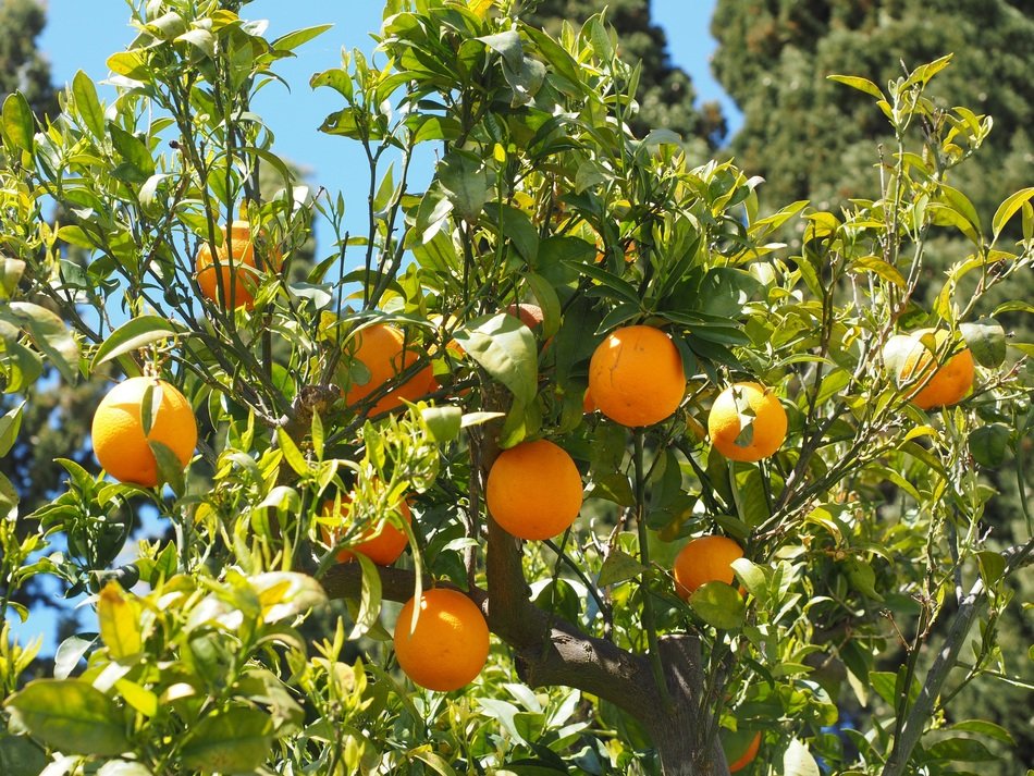 tropical oranges on the tree