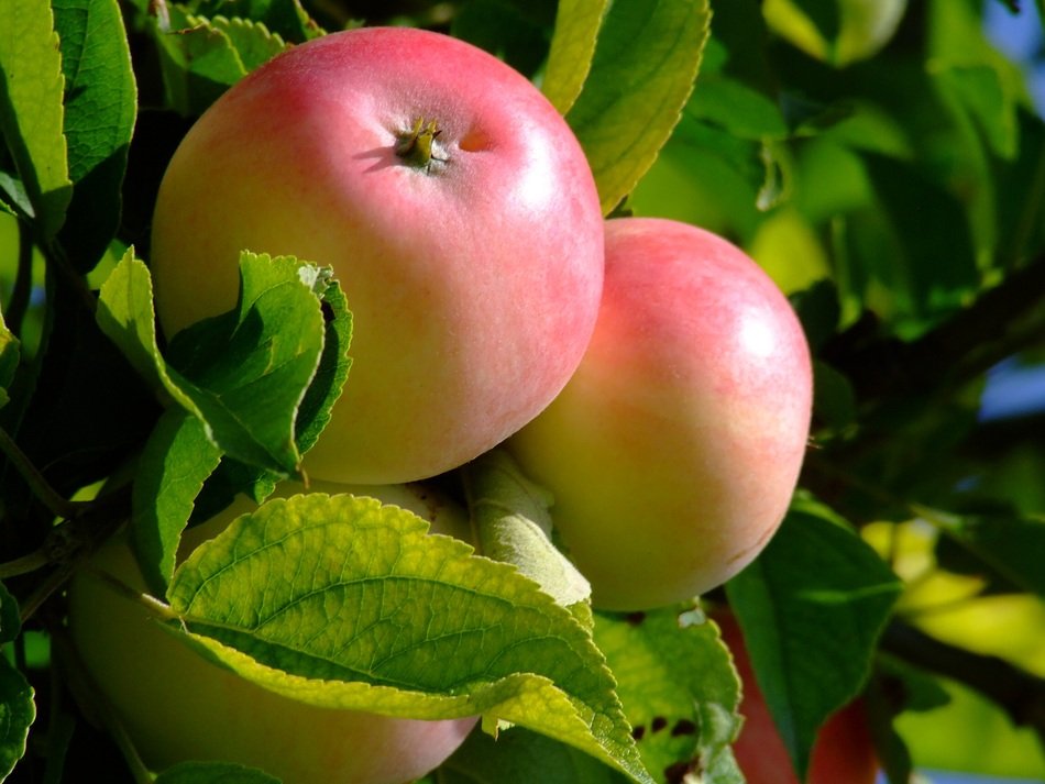 apples on a tree branch in the garden