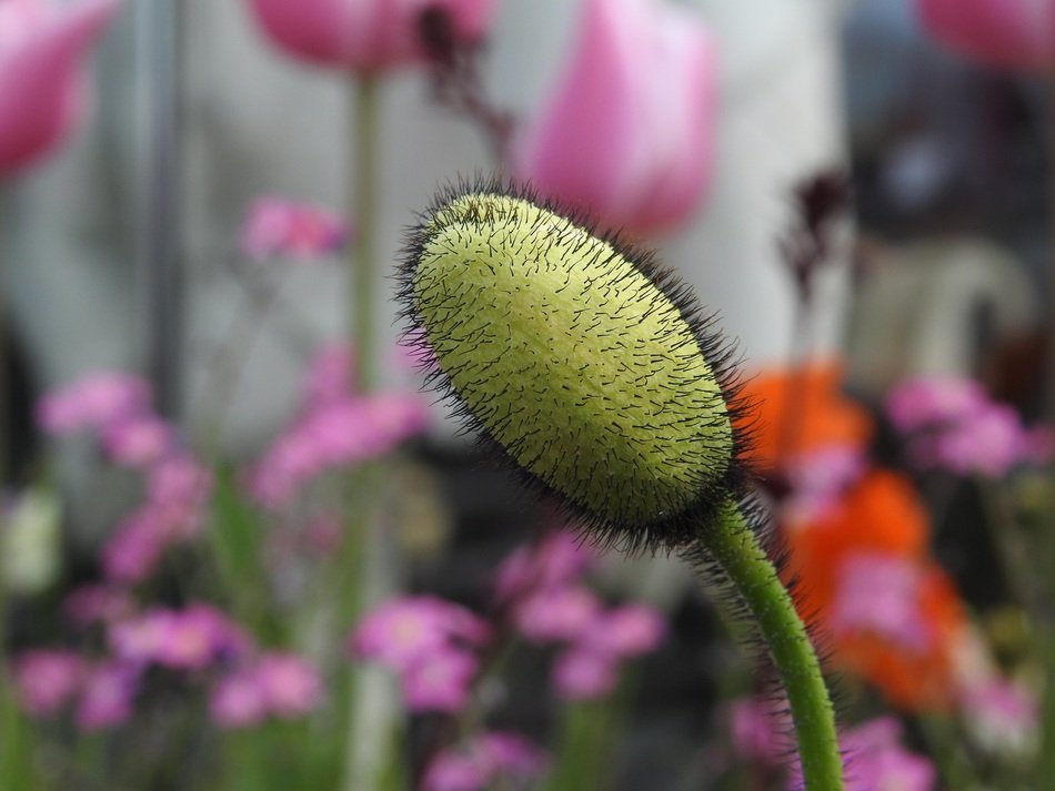 green Bud of popy among flowers