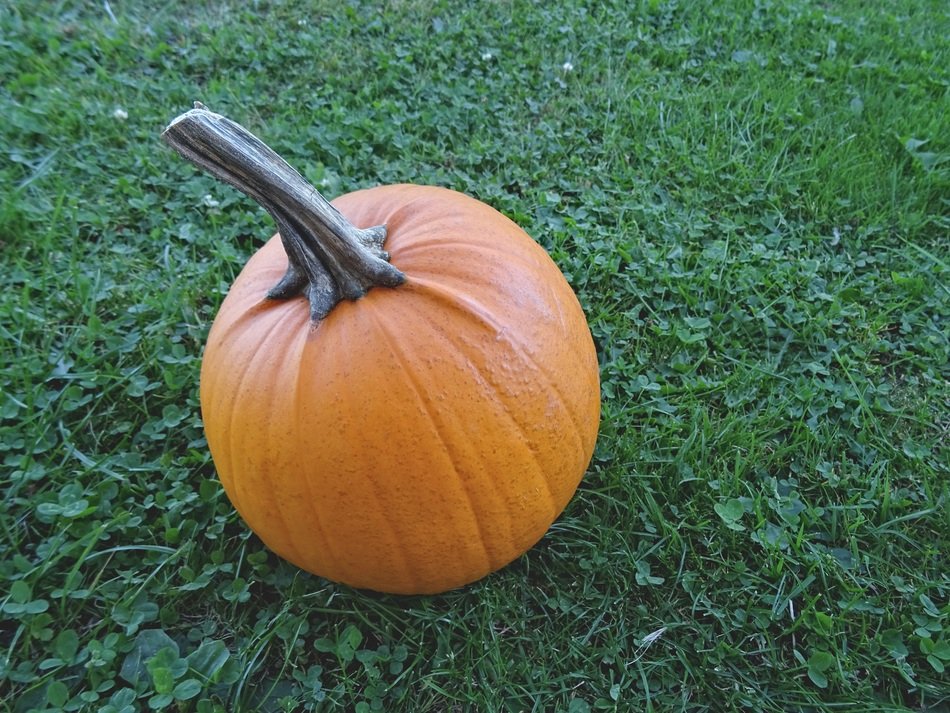 Pumpkin in autumn