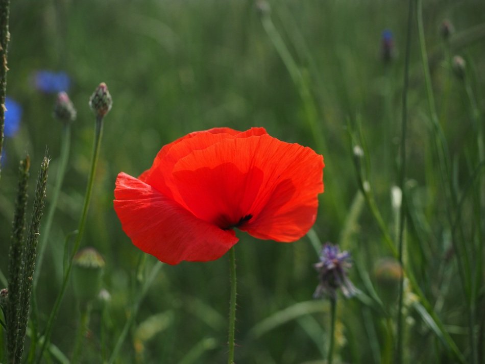 beautiful red poppy flower