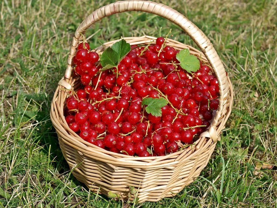 red currant is in the basket
