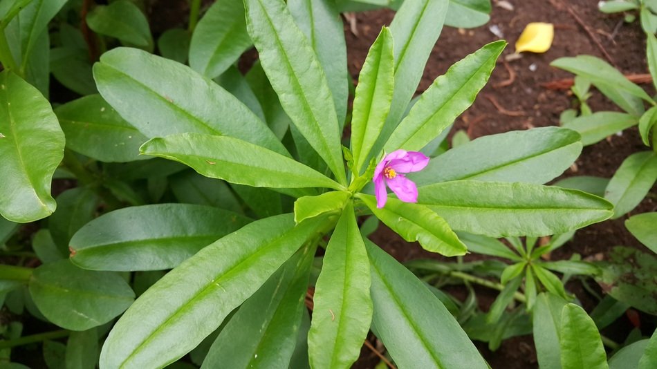 Ginseng in Thailand