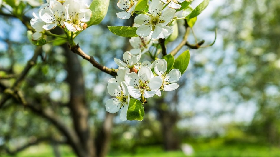 Flowers on the apple tree