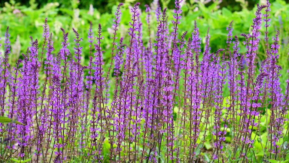 Pink Flowers outdoor at summer