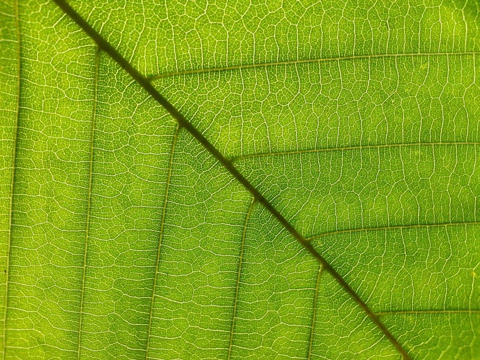 background with green leaf