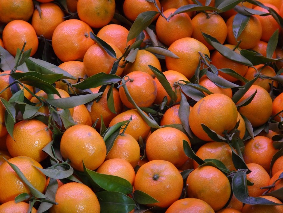 many tangerines with green leaves