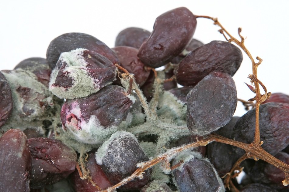 mildew on grapes