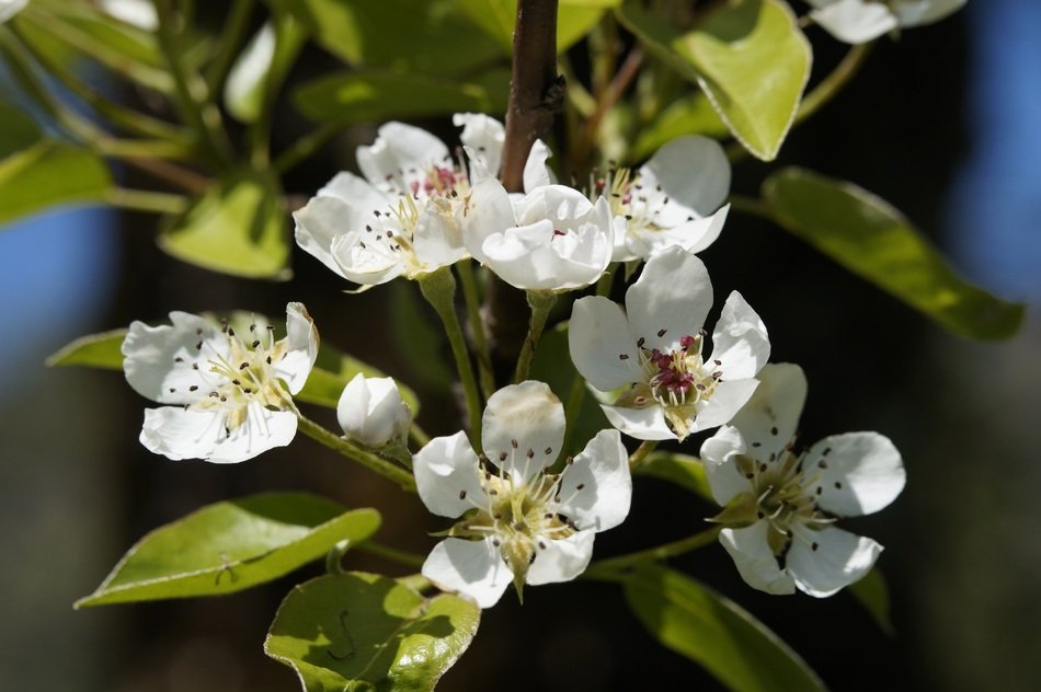 Picture of Apple Blossoms