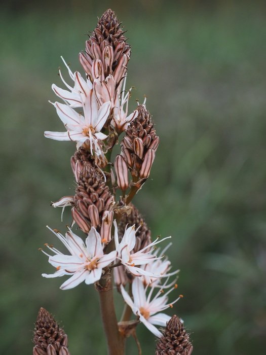 small-fruited asphodel