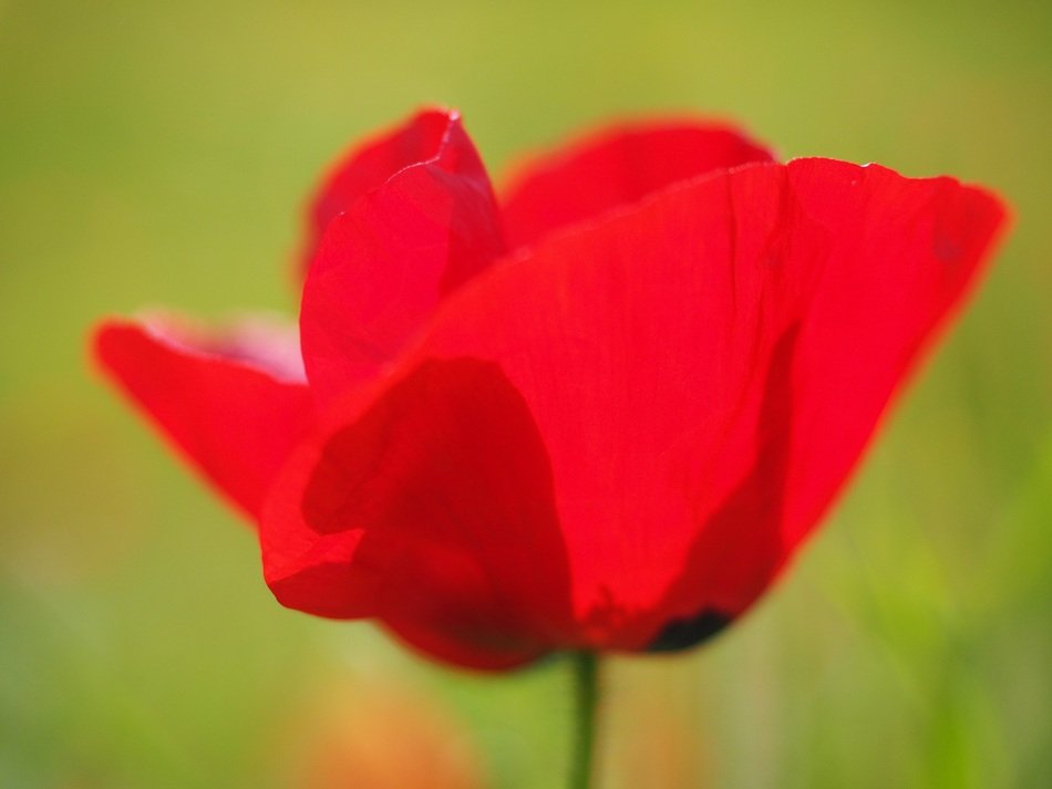 beautiful Poppy Flower