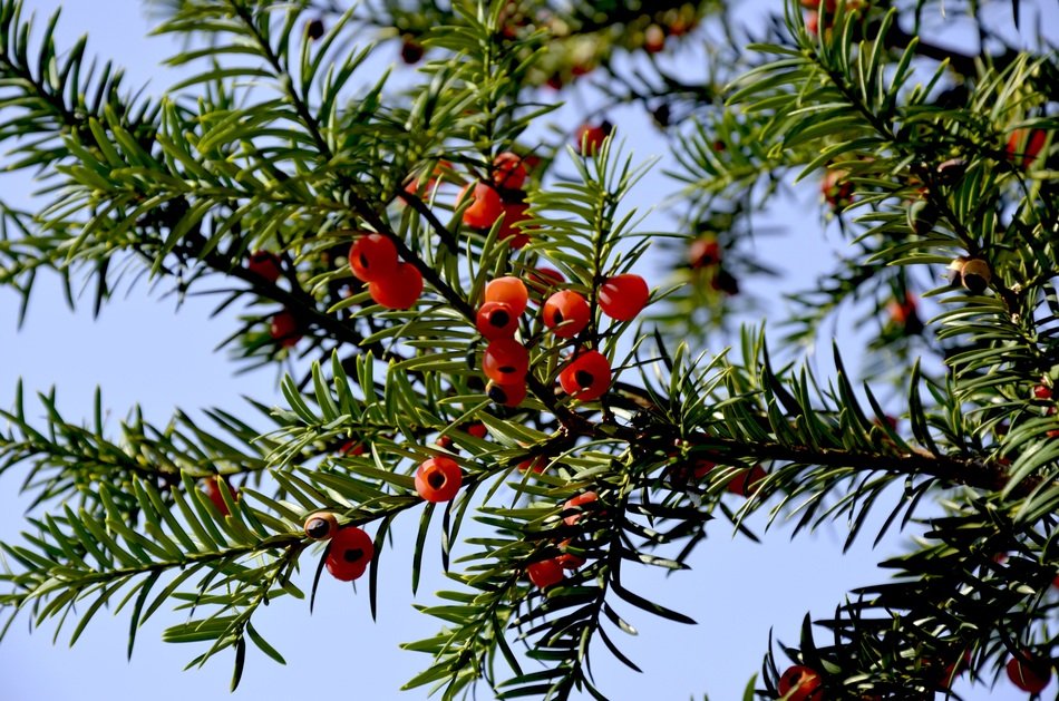 Yew Red Fruits