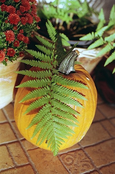 orange pumpkin and fern
