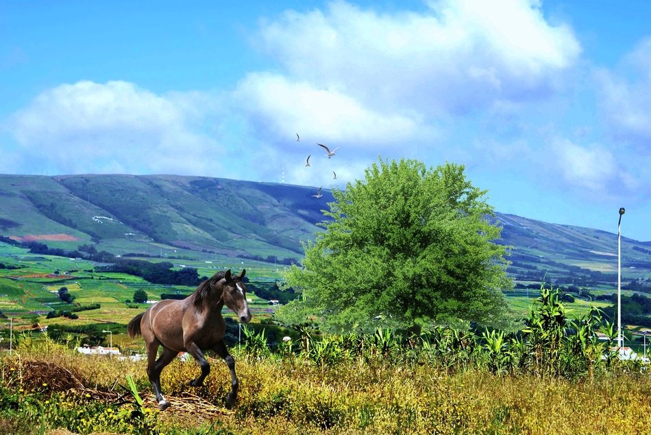 horse and beautiful mountain landscape