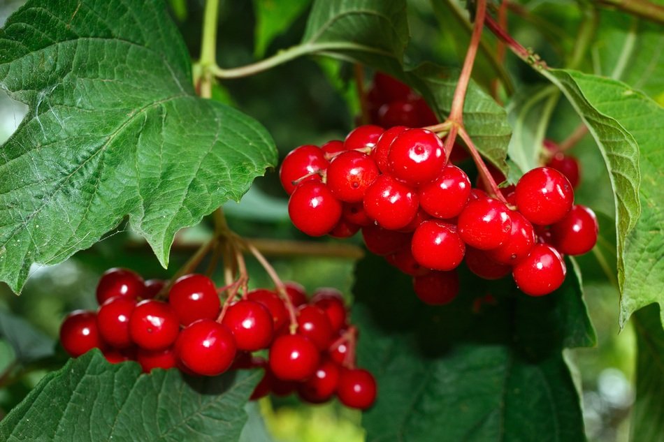 red viburnum on a branch