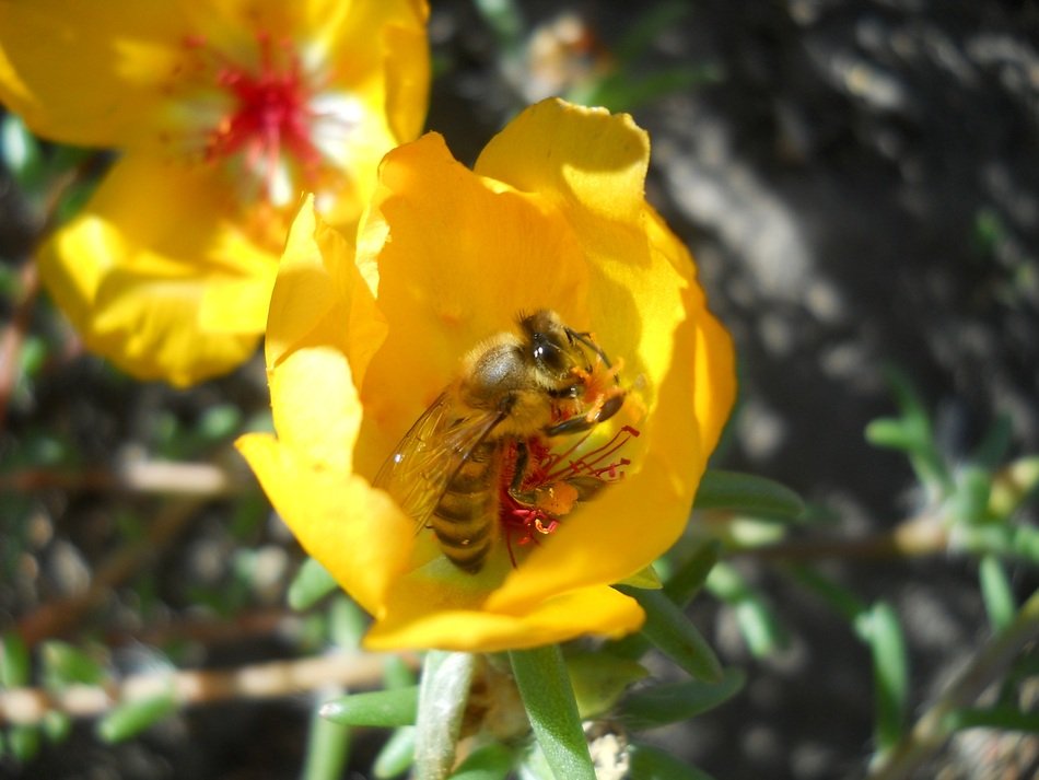 bee in yellow tulip flower