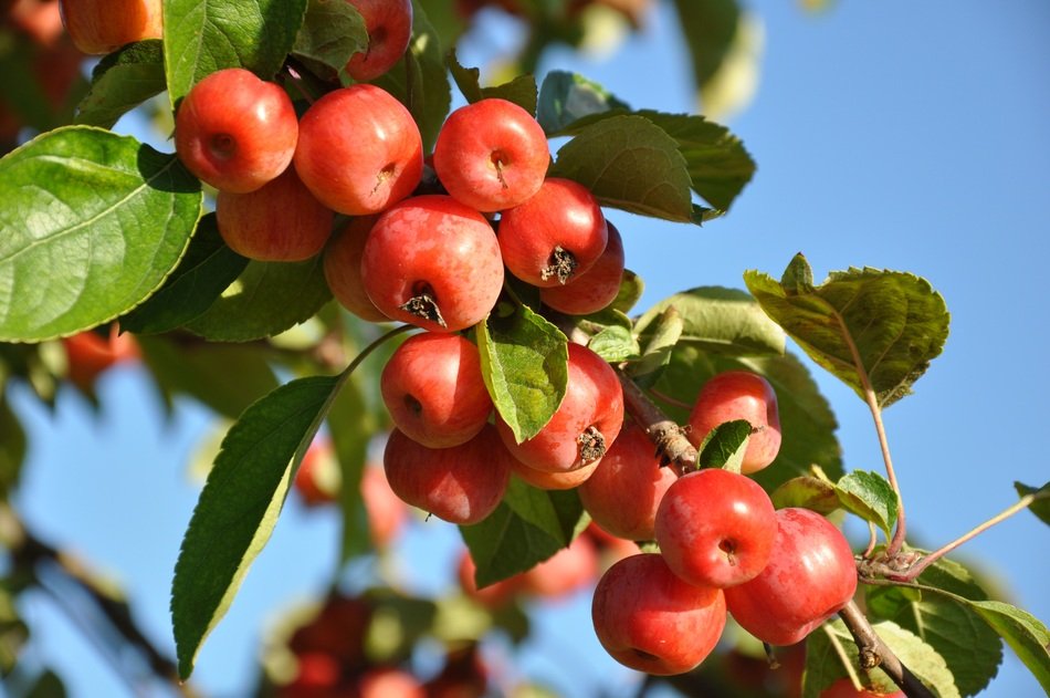 incredible Plum Fruit