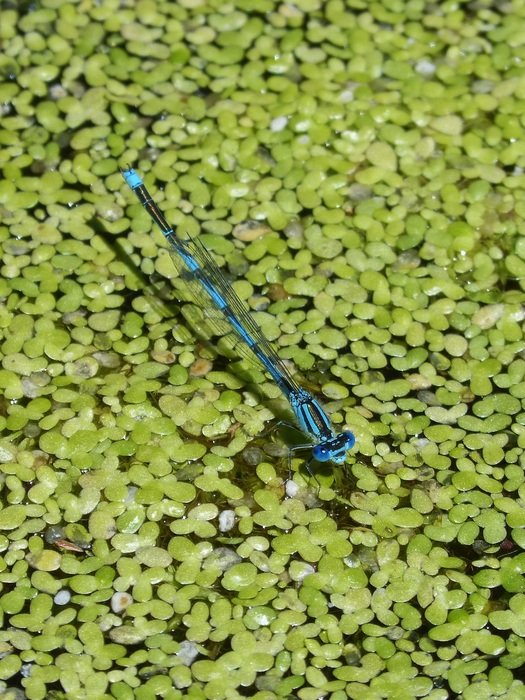 appetizing Enallagama Cyathigerum