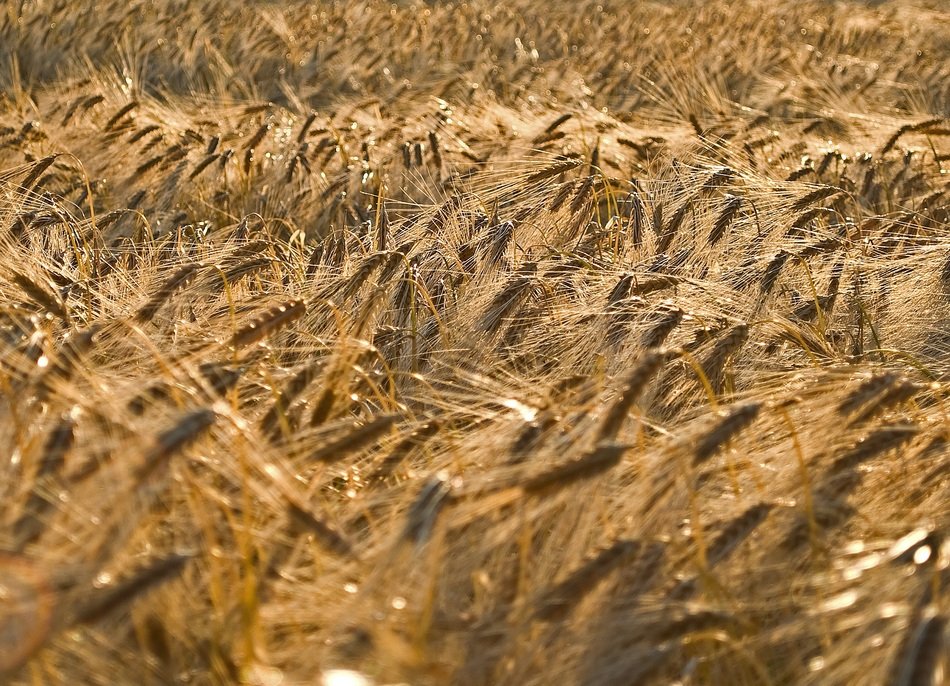 golden yellow cereals on the field in the light