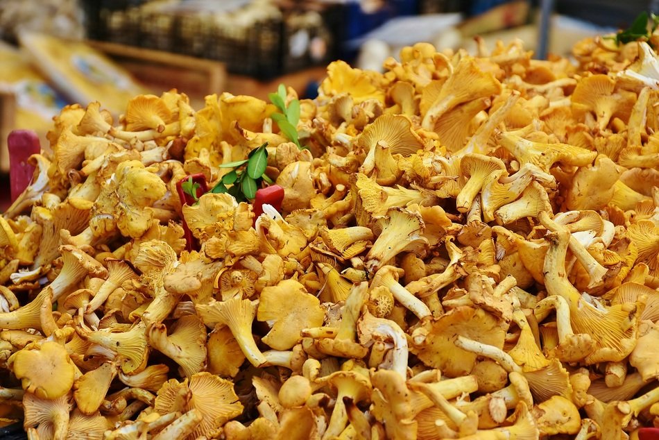 many chanterelles for a dish