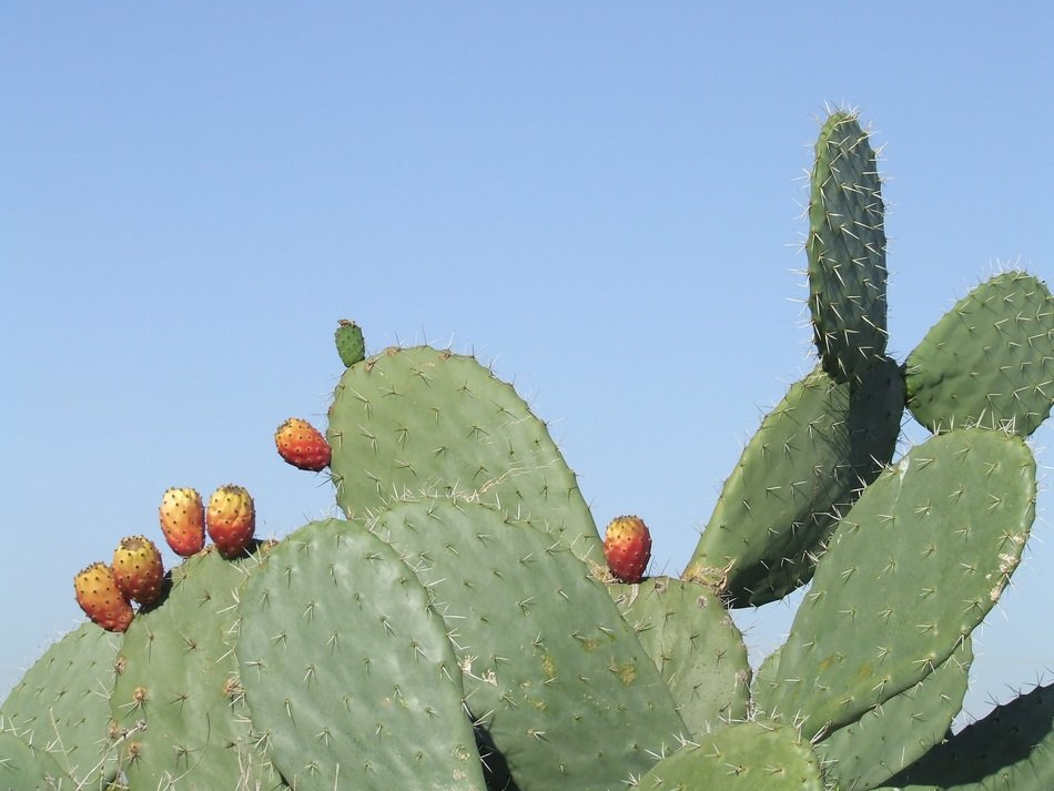 Sabres Cactus Heat