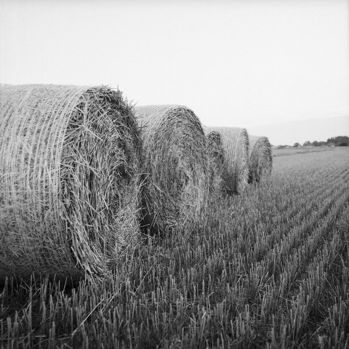 straw bales on the field, black and white