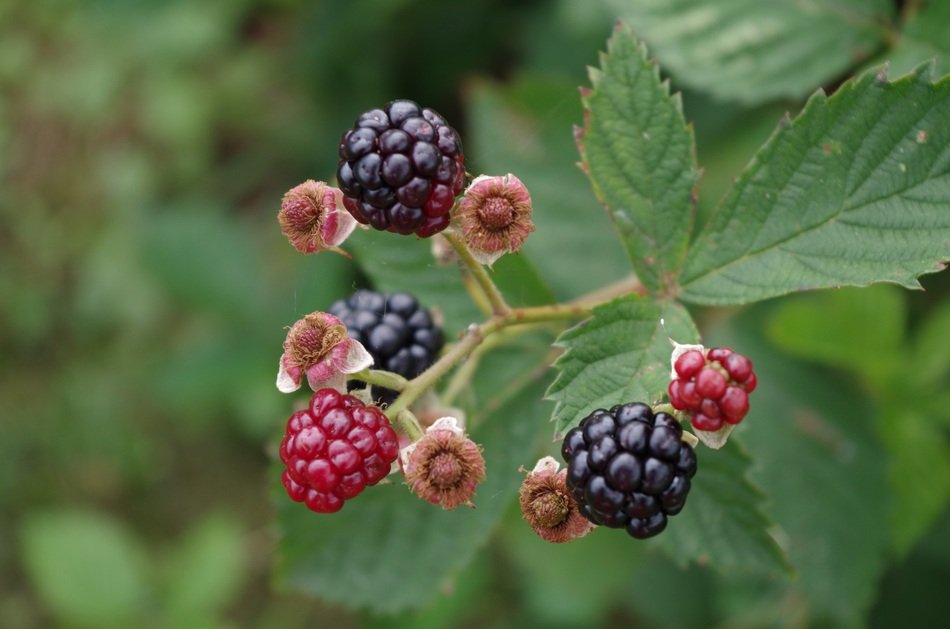 Blackberries Shrub