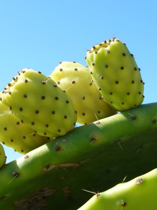 green cactus with babies