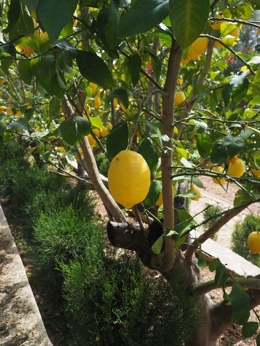 tropical lemons on the tree