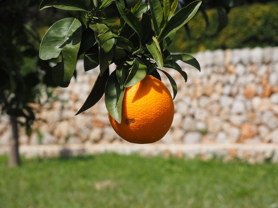 organic orange on the citrus tree