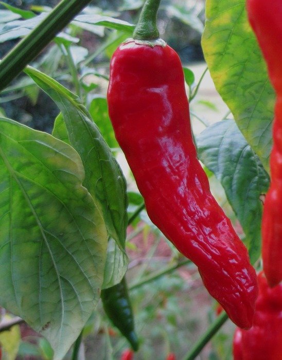 Red chili in a natural garden