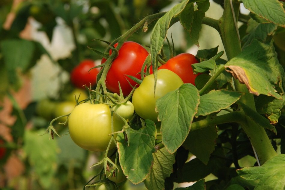 Red and green tomatoes in nature