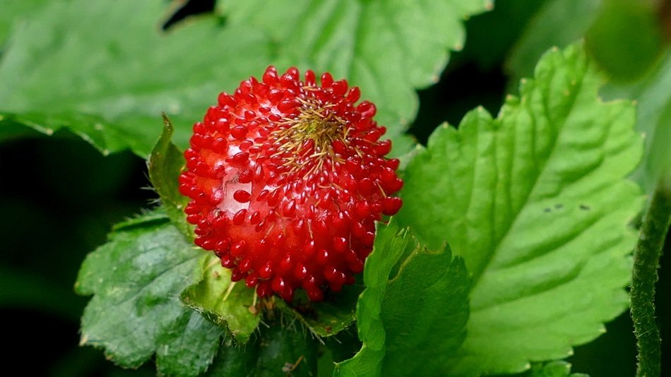 Sweet wood strawberry in the wildlife