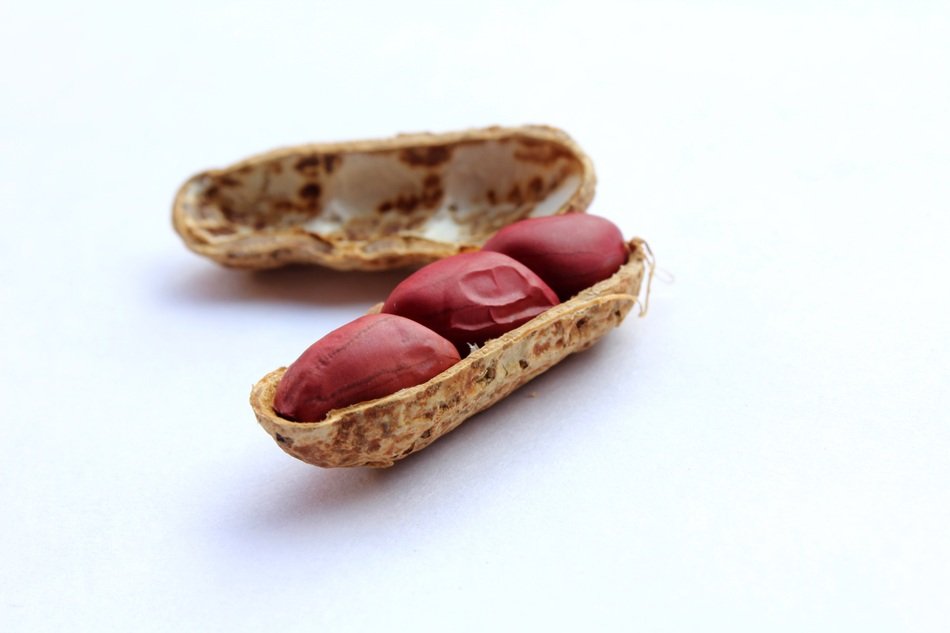 Peanuts Cover Nut