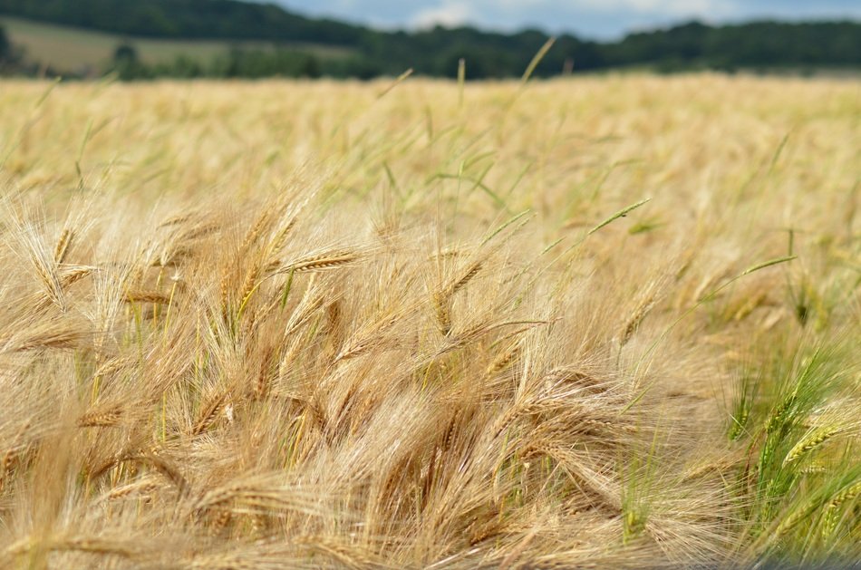 agricultural barley field in France