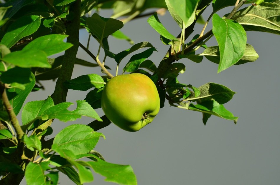 ripe Apple