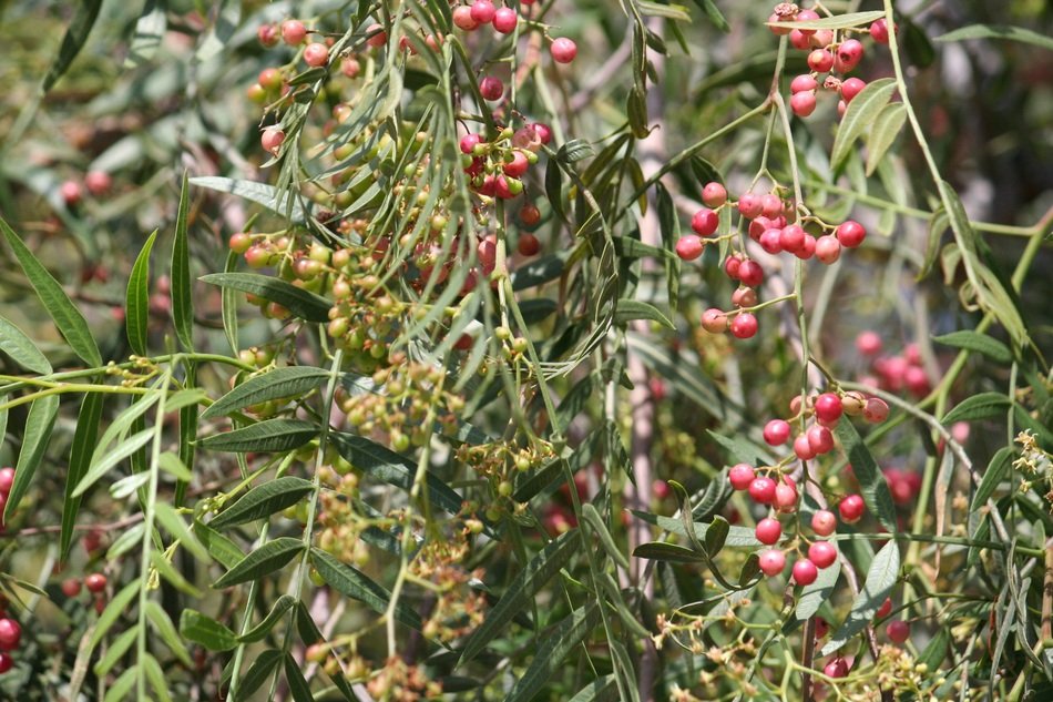 Peppers on the tree