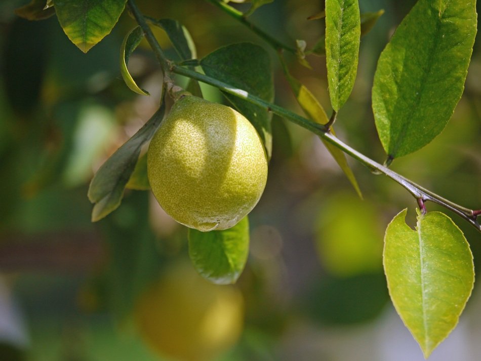 lemon on the tree close up