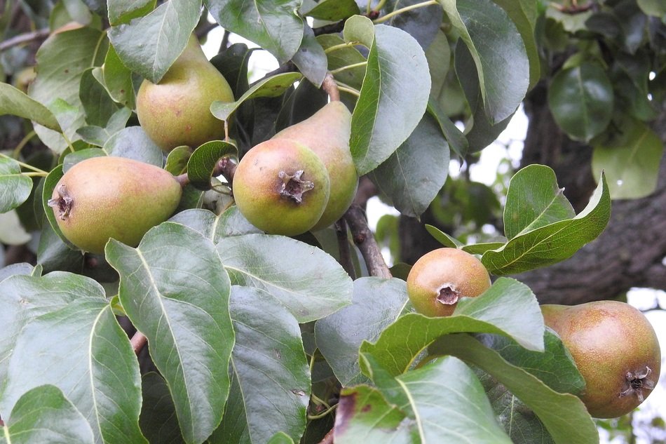 pears on the tree in the orchard