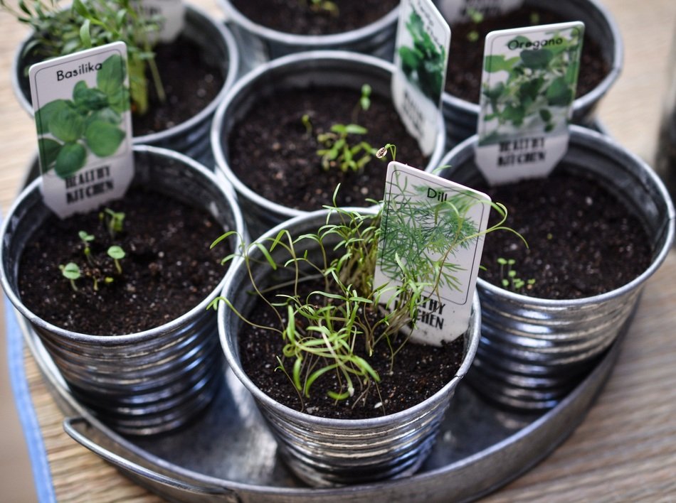 plant seedlings in metal glasses