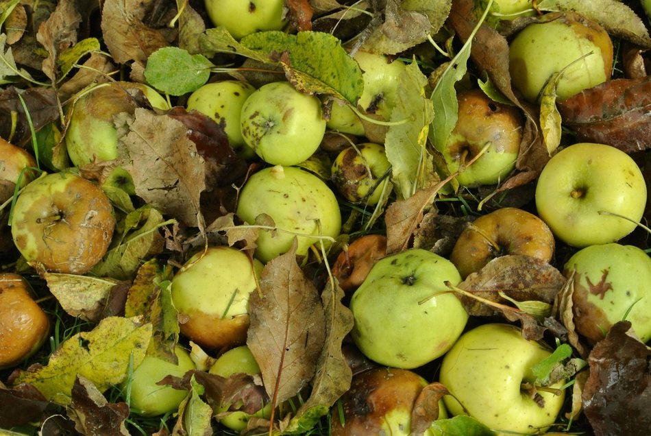 green apples on the ground among dry leaves