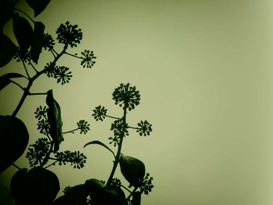 hedera against the evening sky