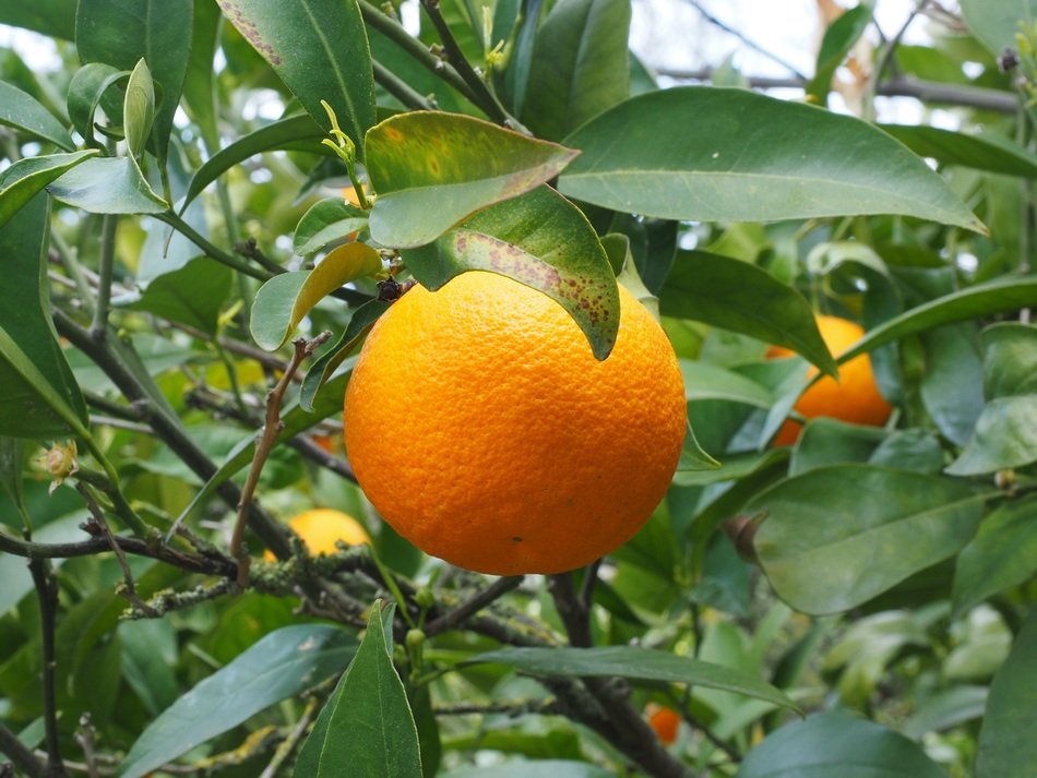 sweet healthy orange on the branch