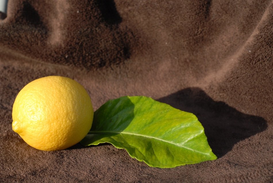 yellow lemon and leaf on brown background