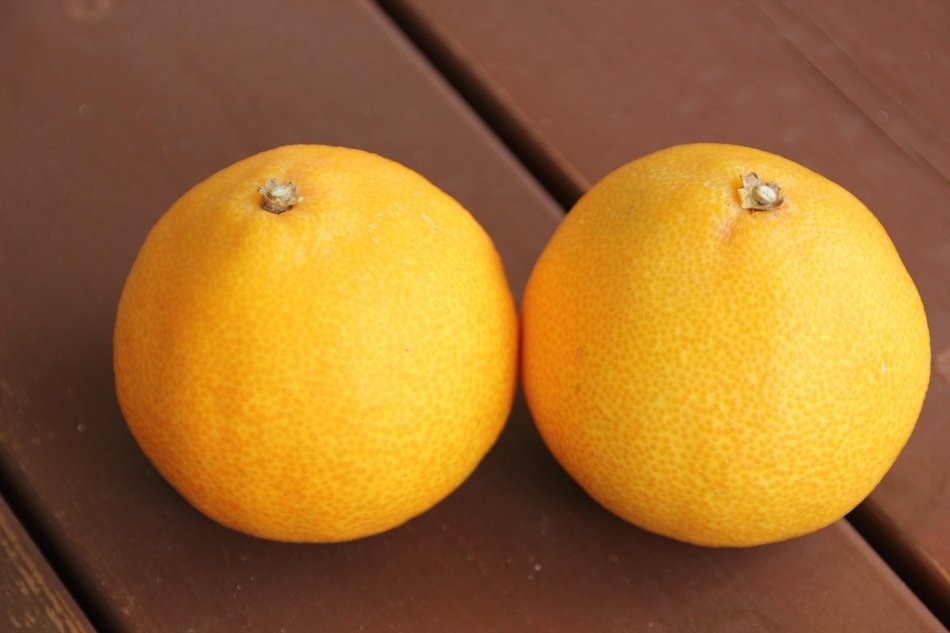 Jeju Island fruts