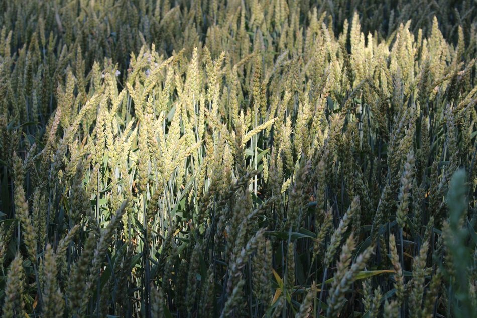 green wheat field in the shade