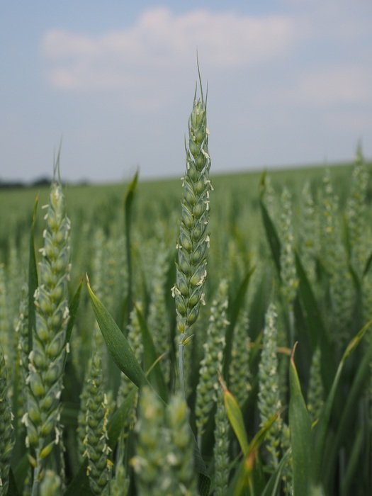 field of immature wheat